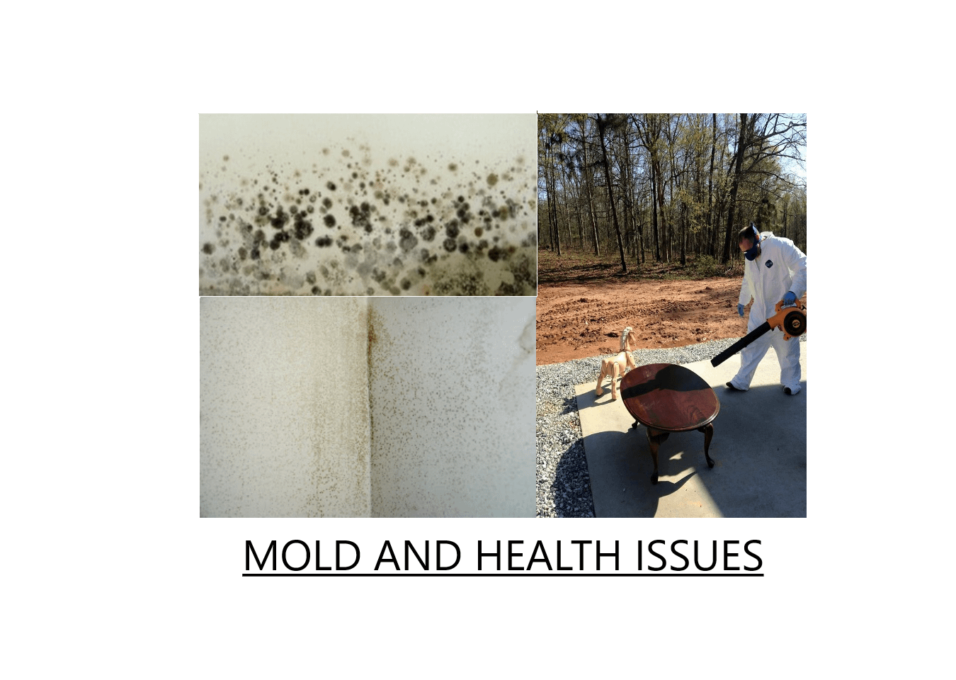 Mold Testing Is Critical To Understanding Health Issues   Mold And Health Issues Greenville SC 