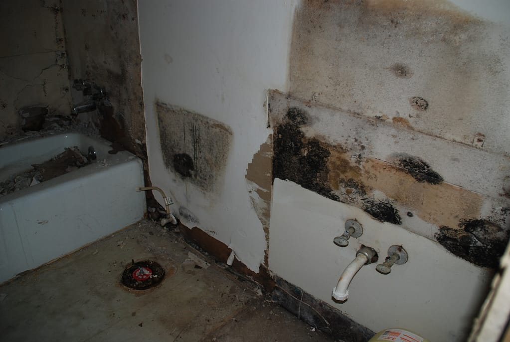 Does Bleach Kill Mold? Home Mold Removal